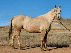 Lily Dancer Drift JW<BR>AQHA 5670541